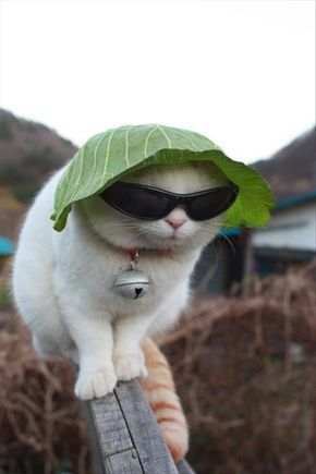 “I’m working on being more mysterious. I hear boys like that.” | 24 Cats That Are So Single Right Now Funny Animal Photos, Wearing Sunglasses, Cat Quotes, Cat Aesthetic, Cute Animal Photos, Animal Jokes, Animal Quotes, Funny Animal Pictures