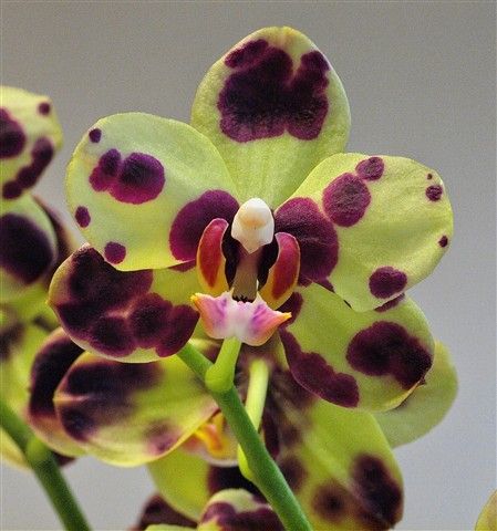 Types Of Orchids, Green Orchid, Exotic Orchids, Orchids Garden, Unusual Flowers, Orchid Care, Orchid Plants, Beautiful Orchids, Unique Flowers