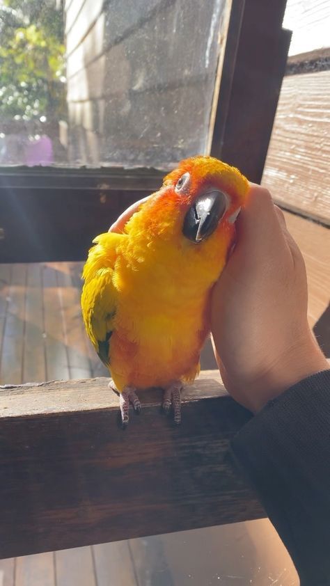 Sun Conure Aesthetic, Pet Bird Aesthetic, Sun Conure Parrot, Conure Bird, Conure Parrots, Tattoo Nature, Parrot Pet, Sun Conure, Animals Tattoo