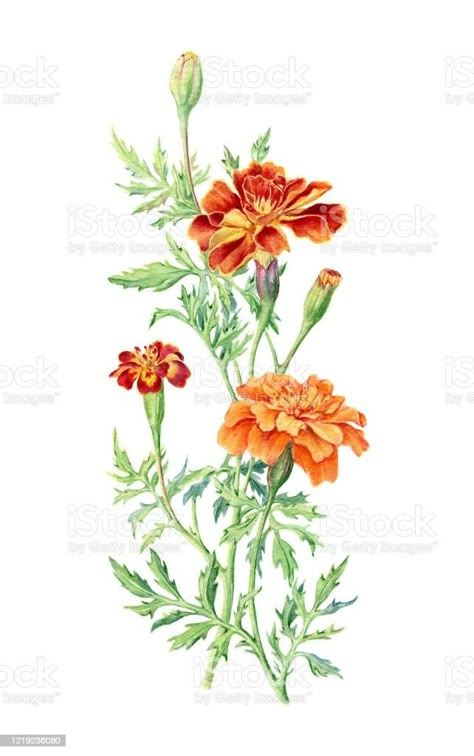 Marigold Botanical Illustration, Marigold Reference, Marigold Sketch, Marigold Drawing, Sketching Flowers, Roots Illustration, Marigold Tattoo, October Birth Flowers, Fabric Painting Techniques