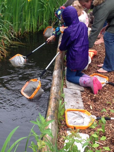 Pond dipping in the rain! Catherine (BBOWT) Growing Up In The 2000s, Pond Dipping, Urban Spaces Design, Lifecycle Of A Frog, Future Vision, Reggio Inspired, School Garden, Outdoor Learning, A Pond