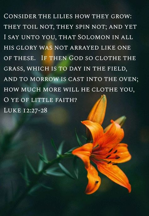 Luke 12:27-28, Luke 12:27, Luke 12 27, Plant Party, Luke 12, Powerful Bible Verses, Bible Promises, Inspirational Thoughts, Eternal Life