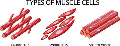 Type of muscle cells on white background Muscle Cell, Types Of Muscles, Medical School Studying, Skeletal Muscle, Medical School, Vector Art, White Background, Vector Free, Royalty Free