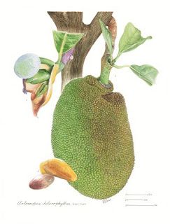 13th Annual International Juried Botanical Art Exhibition 2010: Jackfruit Jackfruit Photography, Jackfruit Tree, Pizza Fruit, Fairchild Tropical Botanic Garden, Botanical Artists, New York September, Student Protest, Science Illustration, New Fruit