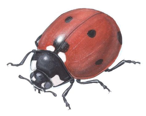 Drawing foreshortened insects: Seven-spotted Ladybug John Muir Laws Purple Gray Paint, Insect Art Projects, John Muir Laws, James And Giant Peach, White Gouache, Ladybug Art, Draw Animals, Bug Art, Insect Art