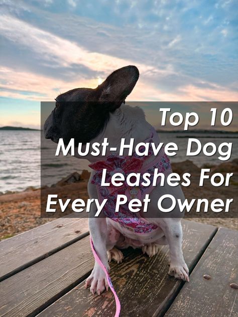 Looking for the best dog leashes for your furry friend? Check out our list of the top 10 must-have dog leashes for every pet owner. From retractable to hands-free options, find the perfect leash for your pup here. Keep your dog safe and stylish on walks with these top picks! Dog Personality, Dog Essentials, Dog Leashes, Winter Walk, Pet Owner, Beautiful Dogs, Dog Leash, Pet Owners, Animal Kingdom