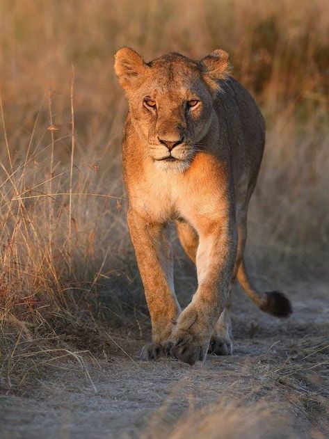 Lineart Ideas, Masai Mara Kenya, Lioness Tattoo, Lion And Lioness, Lion Love, Cat Reference, Masai Mara, Large Cats, African Animals