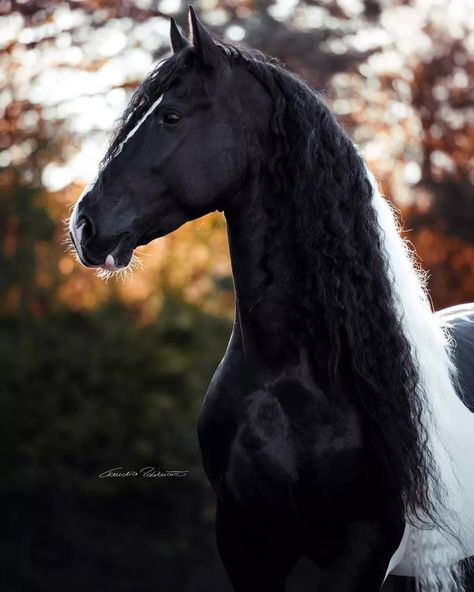 White Friesian, Horse Spirit, Link In Bio, Instagram Profile, T Shirt, On Instagram, White, Instagram, Black