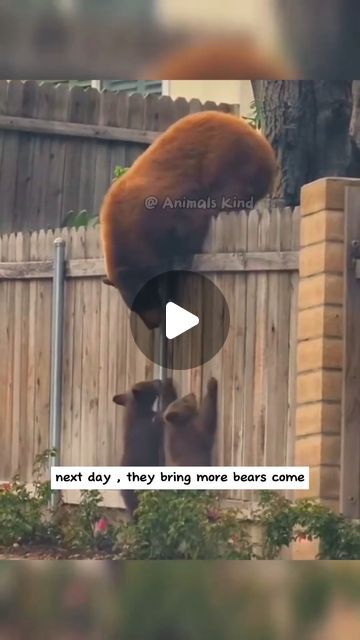 Very Funny Animal Memes, Funny Zoo Animals, Animal Funny Videos, Silly Animals Videos, Funny Animal Videos Can't Stop Laughing, Baby Animals Adorable, Funny Videos Animals, Animal Memes Funny, Animal Videos Funny