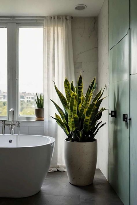 Snake Plant In Bathroom, Best Plants For Bathroom, Seasonal Storage Ideas, Greenery Bathroom, Plants In Bathroom, Plants For Bathroom, Bathroom Plant, Best Bathroom Plants, Indoor Bamboo