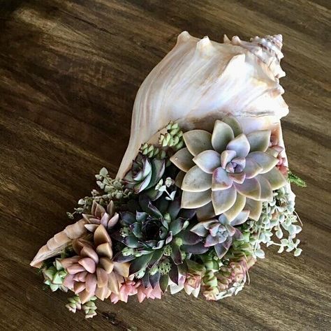 The Visual Vamp on Tumblr Arrangement Floral, Home Floral Arrangements, Colorful Succulents, Succulent Gifts, Easy Care Plants, Succulent Wedding, Unusual Plants, Succulent Garden, Succulent Arrangements