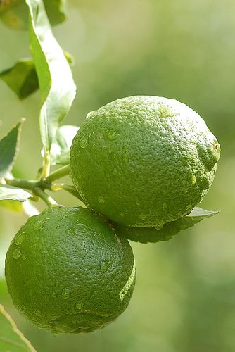 https://flic.kr/p/3JrfrK | Lemons | Lemons ripening in the October Algarve sunshine. Beautiful Fruits, Green Collection, Simple Green, Exotic Fruit, Limes, Fruit And Veg, World Of Color, Green Aesthetic, Color Of Life