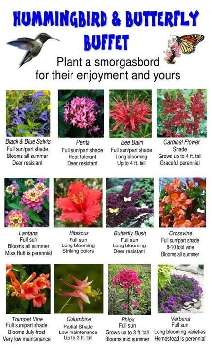 Butterfly Host Plants, Flower Garden Bed Ideas, Hummingbird Garden Ideas, Thrill Fill Spill Combinations, Small Flower Garden Ideas, Flowers For Hummingbirds, Butterfly Brunch, Medicinal Gardening, Butterfly Farm