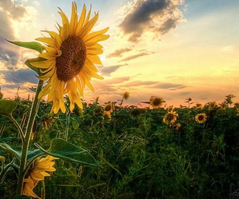 sunflowers at sunset Sunflowers And Daisies, Sunflower Pictures, Sunflower Wallpaper, Pretty Pics, 수채화 그림, Happy Flowers, Sunflower Fields, Nature Wallpaper, Love Flowers