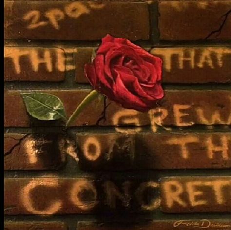 The rose that grew from the concrete Rose That Grew From Concrete Art, Rose That Grew From Concrete, The Rose That Grew From Concrete, Rose From Concrete, Og Abel Art, Og Abel, Rose Growing, Concrete Rose, Wallpaper Ios