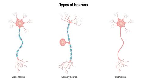 Different Types of Neurons Neuron Drawing, Types Of Neurons, Cranial Nerves, Drawing Examples, Study Planner, Cutie Pie, Biology, Different Types, Vector Art