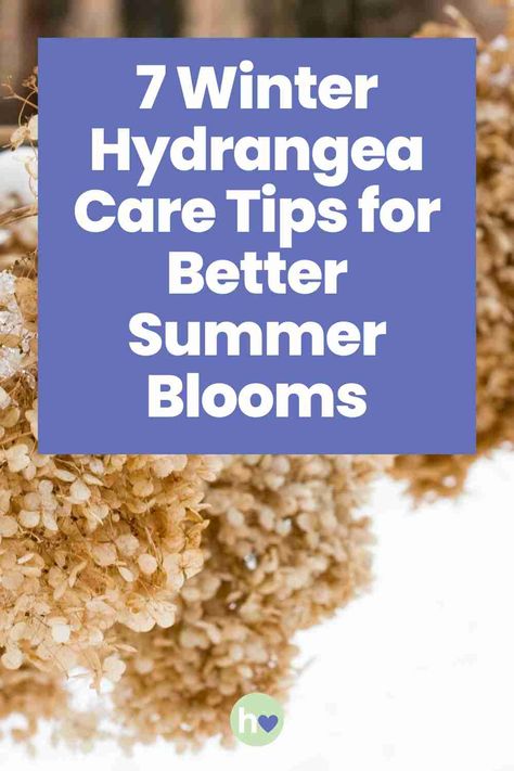 7 Winter Hydrangea Care Tips for Better Summer Blooms - Hydrangea Love Baking Soda For Hydrangeas, Hydrangea Winter Care, Winter Hydrangea, Hydrangea Plant Care, Hydrangea Tree, Hydrangea Varieties, Hydrangea Bloom, Hydrangea Care, Garden Growing