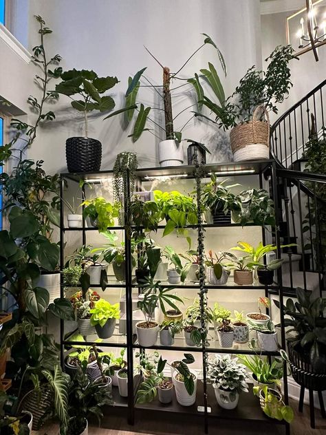 Plant Cupboard, Plants Organization Indoor, Houseplants Aesthetic, Loft Aesthetic, Shelves Ideas, Plant Room, Plants Are Friends, Plant Decor Indoor, Office Plants