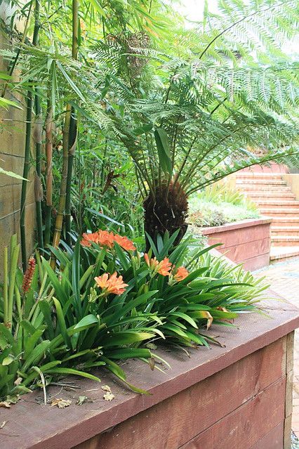 Clivia miniata and Dicksonia antarctica | David Feix Landscape Design | Flickr Clivia Plant Landscape, Tropical Yard, Dicksonia Antarctica, Clivia Miniata, Patio Plants, Garden Bed, Tropical Garden, Yard Ideas, Back Porch