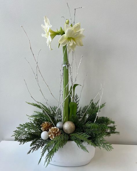 Helen Olivia Flowers on Instagram: “Holiday amaryllis with a glitzy spin ✨ #holidaygifting #amaryllis #botanical #bulbplants #inbloom #decemberinbloom #wintry…” Amaryliss Flowers Christmas, Amaryllis Centerpiece, Olivia Flowers, Amaryllis Arrangement, Amaryllis Christmas, Xmas Flowers, Amaryllis Plant, Amaryllis Flower, Winter Floral Arrangements