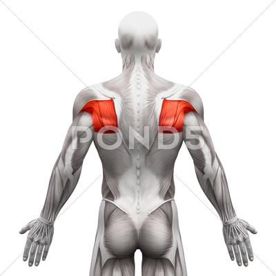 Teres Muscles - Anatomy Muscles isolated on white - 3D illustration Stock Illustration #AD ,#Anatomy#isolated#Teres#Muscles Anatomy Muscles, Pilates Workout Plan, Gluteal Muscles, Latissimus Dorsi, Floral Typography, Gluteus Medius, Muscle Anatomy, Pilates Workout, 3d Illustration