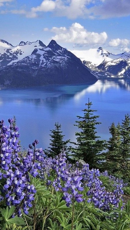 flowers_mountains_lake_84876_640x1136 | vadaka1986 | Flickr Mountain Landscape Painting, Mountains Landscape, Mountain Lake, Alam Yang Indah, Mountain Landscape, Nature Scenes, Nature Wallpaper, Amazing Nature, Nature Pictures