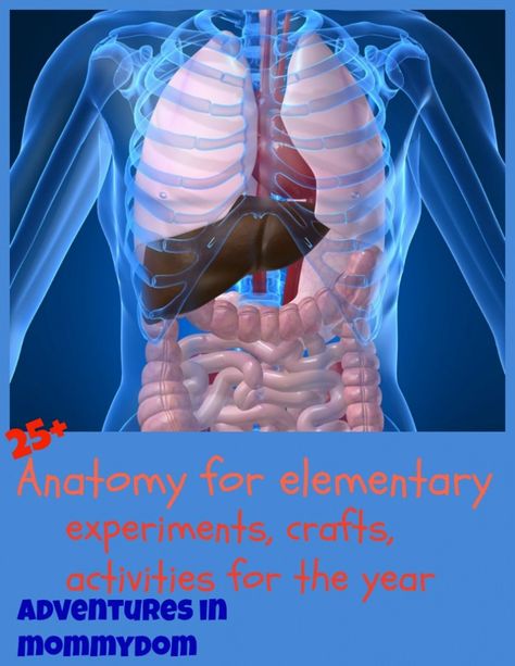 anatomy ideas for elementary Colon Cleanse Recipe, Endocrine Disruptors, Natural Colon Cleanse, Cleanse Your Body, Body Organs, Colon Cleanse, The Human Body, Human Anatomy, Digestive System