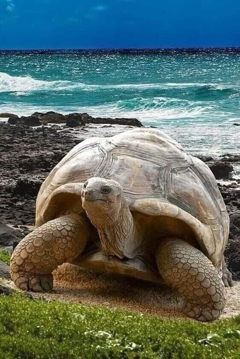 Joanna on Twitter: "Turtle from the Galapagos Islands (Ecuador)… " Galapagos Tortoise, Fauna Marina, Giant Tortoise, Ecuador Travel, Tortoise Turtle, Amazing Places On Earth, Turtle Love, Galapagos Islands, Reptiles And Amphibians