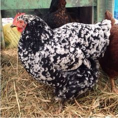 mottled java chicken breed - Google Search Speckled Sussex Chicken, Chicken Types, Java Chicken, Australorp Chicken, Black Australorp, Chicken Egg Colors, Sussex Chicken, Laying Chickens Breeds, Duck Breeds