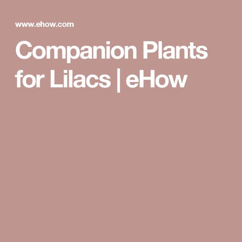 Lavender, thyme, forget-me-nots. Companion Plants for Lilacs | eHow Mustard Plant, Lilac Bush, Johnny Jump Up, Edging Plants, Ornamental Kale, Lilac Bushes, Full Sun Plants, Companion Plants, Sweet Violets