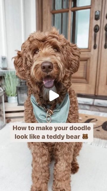 Goldendoodle homes on Instagram: "Want your doodle to look like a 🧸 24/7? SAVE & TRY! You don't have to go to the groomer every 4-6 weeks. You can trim at home. I promise you can do it! ---------------------- via tiktoc: @Matthews Legacy | Goldendoodle ✔️ Tag Someone Who Would Love This! 🛎 Turn Post Notification On Doodle is my Everything. We upload cute pictures/videos every day. All great thing from Doodle to you. If u love Doodle don't forget to follow @doohomes for more pictures ! Thank you so much 👌🏻❤️❤️❤️ #schnauzerdoodles #poodlemix #groodle #goldendoodles #clubdoodle #doodletales #goldendoodlecentral #doodlesofig #doodlelove #doodleselfie #labradoodles #australianlabradoodle #aussiedoodle #doodlesofinstagram #labradoodlesofinstagram #labradoodle #goldendoodlesofinstagram" Labradoodle Painting, White Goldendoodle, Labradoodle Grooming, Labradoodle Art, Goldendoodle Art, Goldendoodle Grooming, Painted Concrete Steps, Australian Labradoodle Puppies, Concrete Painting