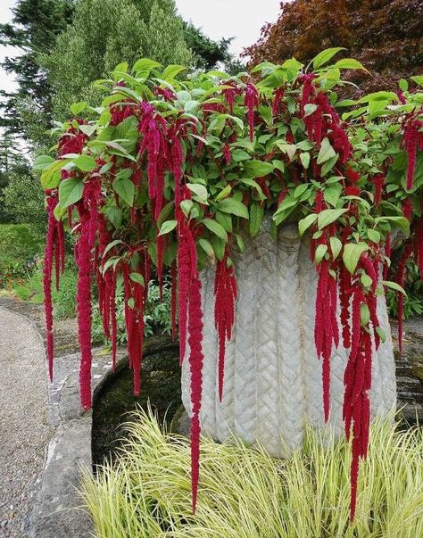 Wisconsin Gardening, Amaranthus Caudatus, Amaranth Plant, Rose Bush Care, Amaranth Flower, Colourful Garden, Goth Garden, Edible Landscaping, Red Love