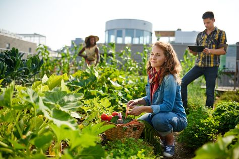 Urban Gardening: Micro Food Producers Gardening Photography, Benefits Of Gardening, Gardening Zones, Old Farmers Almanac, Victory Garden, Social Entrepreneurship, Greenhouse Gardening, Green City, Garden Pests