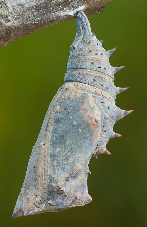 Chrysalis Art, Butterfly Pupa, Butterfly Cocoon, Butterfly Chrysalis, Cool Insects, Moth Caterpillar, Cardboard Sculpture, Nature Artists, Beautiful Bugs