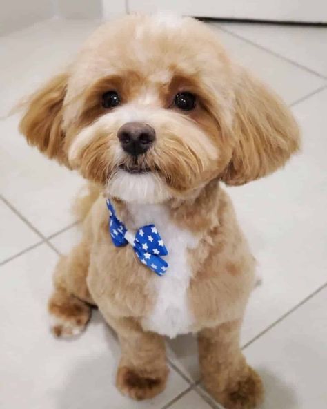 Pekapoo Haircuts, Maltipoo Haircut Styles Teddy Bears, Multipoo Hairstyles, Maltipoo Haircut Styles, Maltipoo Haircuts, Cute Fluffy Puppies, Puppy Haircut, Maltipoo Dog, Poodle Haircut