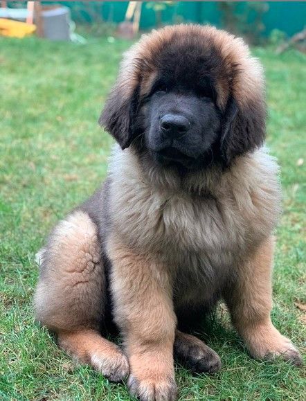 14 Most Interesting Facts About Leonbergers | PetPress Leonberger Dog Puppy, Leonberger Puppy, Leonberger Dog, Puppy Funny, Rare Dog Breeds, Beautiful Blue Eyes, Puppies Funny, Dog Boarding, Small Dog Breeds