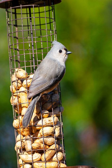 Blue Jay Bird Feeder, Peanut Bird Feeder, Titmouse Bird, Squirrel Baffle, Chickadee Art, Black Oil Sunflower Seeds, What Is A Bird, Soft Foods, Diy Bird Feeder