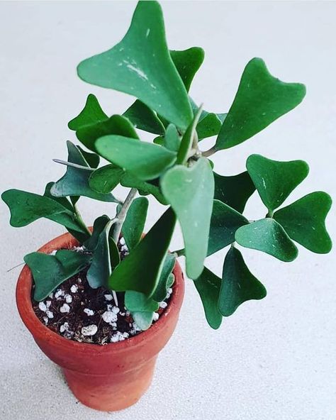 Hoya Manipurensis, Rare Hoya, Plant Goals, Tropical Flower Plants, Weird Plants, Succulent Gardening, Free Plants, House Plants Indoor, December 11