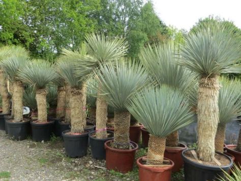 Desert Landscaping Backyard, Succulent Rock Garden, Yucca Rostrata, Outdoor Gardens Landscaping, Succulent Landscape Design, Yucca Plant, Tropical Backyard, Succulent Landscaping, Dry Garden