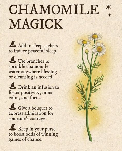 Properties Of Herbs, Ritual Magic, Witch Tips, Magickal Herbs, Witch Herbs, Green Witchcraft, Witch Spirituality, Magic Spell Book, Magic Herbs