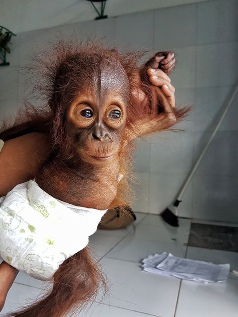 Rescued baby orangutan in diaper Borneo Orangutan, Vervet Monkey, Cute Monkeys, Baby Orangutan, Baby Monkeys, The Incredible Journey, Monkeys Funny, Cute Monkey, Endangered Animals