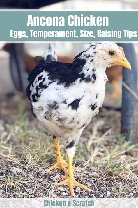 Ancona Chicken, Chicken Coloring, Laying Hens, Egg Production, Free Range Chickens, Chicken Feed, Egg Laying, Chicken Breeds, Organic Produce