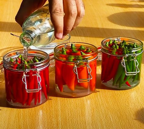 How To Make Pickled Chili Peppers | Recipe Tips Preserving Chili Peppers, Canning Green Chili Peppers, Preserving Hot Peppers In Oil, Preserving Chili Peppers In Oil, Canned Italian Hot Peppers In Oil, Sugar Glass, How To Make Pickles, Chili Pepper Recipes, My Culture