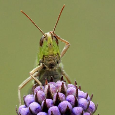 confused grasshopper is confused Face Palm, The Giant Peach, Grasshoppers, 10 Funniest, Funny Animal Photos, Arachnids, Meme Funny, Funny Animal Pictures, Animal Photo