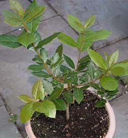 Bay Laurel. I want to try this! I would love to dry my own bay leaves! Bay Leaf Plant, Bay Laurel Tree, Bay Laurel, Laurel Tree, Laurus Nobilis, Bay Tree, Perennial Herbs, Leaf Plant, Bay Leaf