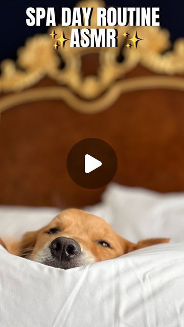 Sunday | Not Your Typical Golden Retriever on Instagram: "Join us for a relaxing spa day routine to end the week. Sundays favorite day! ✨❤️ Thanks for watching ! Hope you enjoy these spa routines as much as we do. ✨Should we make them a regular thing? You can find most of the products used in our Amazon storefront link which is in our bio. 👆🏼With the exception of the dog bed and dog wipes. Dog bed @bluewater.dog Wipes and calming spray from @dogbydrlisa Headband by spa bunny ✨FOLLOW ✨ @sundaythegoldenretriever for more sweet and wholesome content. If you liked this video please share with a friend. #goldenretriever #dogspaday #dog #asmr #asmrsounds #doggrooming #doglover #relaxeddog #dogsofinstagram #goldens #dogspa #goldensofinstagram #goldenretrievers #weeklyfluff #cutedogs Spa Day Routine, Dog Spa Day, Dog Wipes, Pa Day, Cute Fluffy Puppies, Relaxed Dog, Dog Spa, Day Routine, Fluffy Puppies