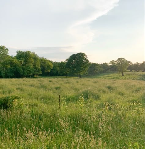 Open Meadow Aesthetic, Pasture Aesthetic, Windclan Camp, Grassy Field Aesthetic, Plains Aesthetic, Open Field Aesthetic, Grassland Aesthetic, Grass Plains, Tall Grass Field