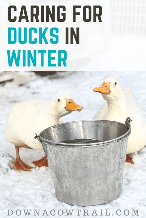 Ducks In Winter, Chicken Mansion, Duck Raising, Duck Keeping, Duck Care, Keeping Ducks, Duck Food, Pekin Duck, Homestead Animals