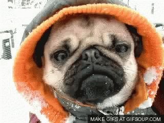 Cold Pug GIF - Cold Pug Nod - Discover & Share GIFs Nod Gif, Pug Gifs, Marketing Slogans, Cute Pugs, Pug Love, Animated Stickers, Stickers Online, Reaction Gifs, Pug