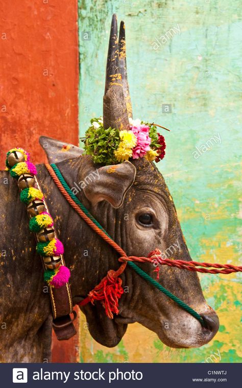 Download this stock image: Portrait of a colorful Jallikattu bull decorated for Pongal Festival - C1NWTJ from Alamy's library of millions of high resolution stock photos, illustrations and vectors. Pongal Festival Photography, Pongal Celebration Photography, Pongal Photography, Indian Bull Images, Pongal Festival Images, Tihar Festival, Bull Photo, Pongal Festival, Desi Cow